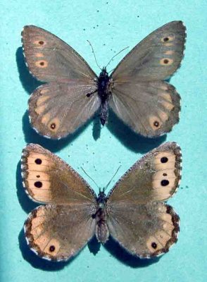 4611g Oeneis jutta ascerta Nordique des tourbieres Male/F