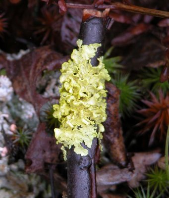 Vulpicida pinastri - Powdered Sunshine Lichen-fr. Vulpicide des pins