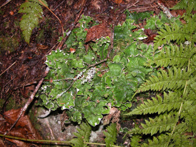 Peltigera elisabethae-  Elizabeth's felt lichen