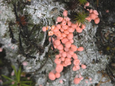 Dibaeis baeomyces - Dibaeis rose-Pink earth lichen