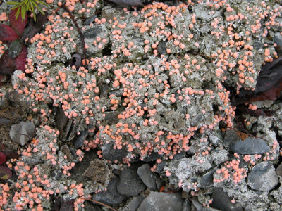 Dibaeis baeomyces -Pink earth lichen/Dibaeis rose