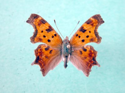 4421 Polygonia comma - Polygone virgule