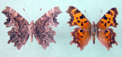 4423 Polygonia faunus faunus - Polygone a tache verte/Green Comma- dessous/dessus