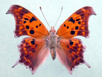 4420 Polygonia interrogationis - Polygone a queue violacee/Question Mark