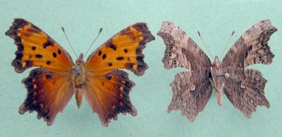 4429 Polygonia progne - Polygone gris/Gray Comma-dessus/dessous