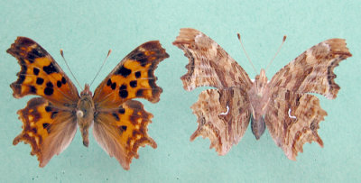 4422 Polygonia satyrus - Polygone satyre/Satyr Comma-dessus/dessous