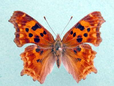 4422 Polygonia satyrus - female