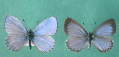 4363 Caelastrina ladon lucia - Spring Azure/Azure pritanier