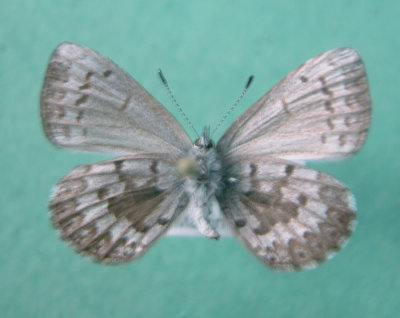 4363a Celastrina ladon lucia dessous