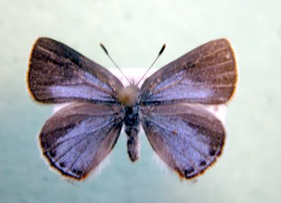 4349 Erora laeta - Early Hairstreak / Lutin  mysterieux