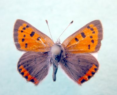 4251a Lycaena phlaeas americana - Cuivre d'Amerique