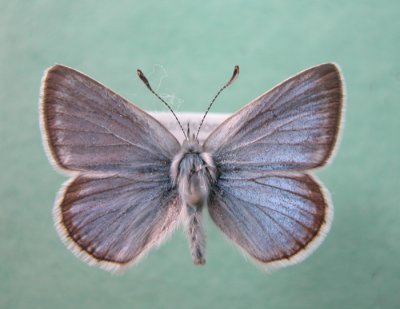 4376c Plebejus saepiolus amica - Greenish Blue male