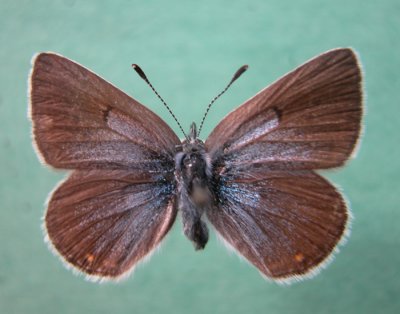 4376c Plebejus saepiolus amica - Bleu verdatre- female