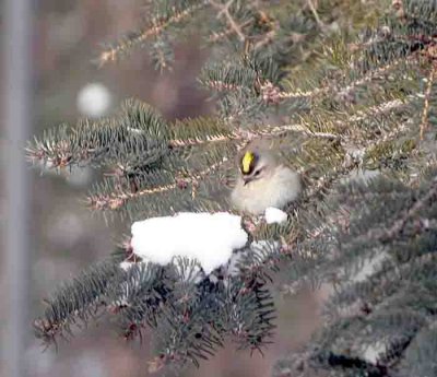 Roitelet a couronne doree//Golden-crowned Kinglet 2