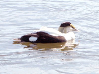 Eider a duvet/Common Eider-Riviere Madawaska River 2