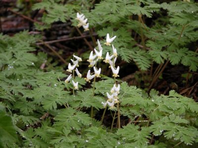 P.149 Flora of NB