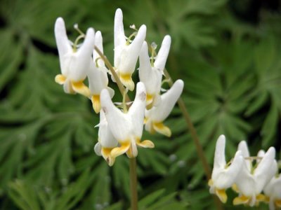 P.149 Flora of NB