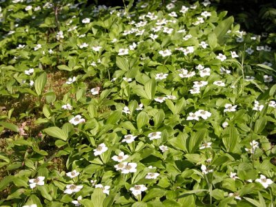 p 320 Flora of NB