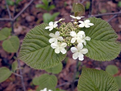p 418 Flora of NB