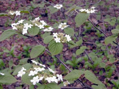 p 418 Flora of NB