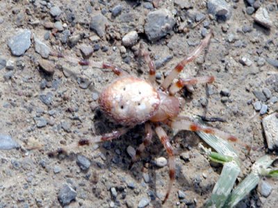Araneus groenlandicola Strand 1906
