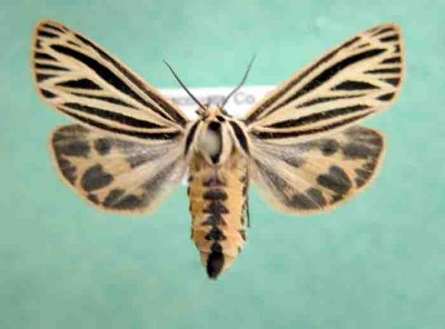 8175 Grammia virguncula-Apantese petite fille