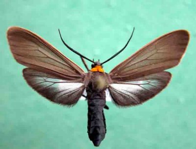 8267 Cisseps fulvicollis -Cisseps a col orange
