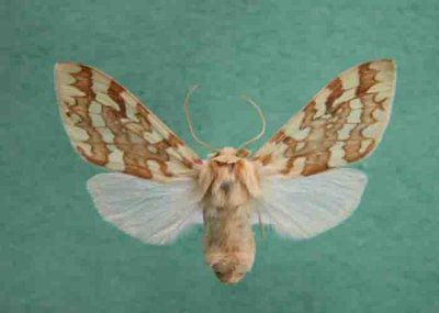 8214 Lophotocampa maculata - Female - Halisidote maculee