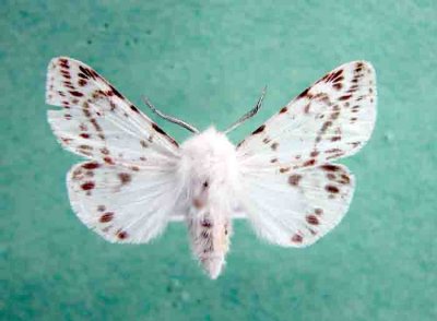 8136 Spilosoma dubia-Estigmene tachetee
