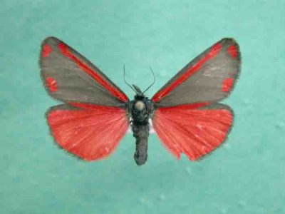 8113 Tyria jacobaeae-Tyria/Cinnabar moth (Importer/imported de/from Europe