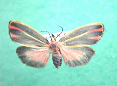 8090b Hypoprepia fucosa tricolor-Lithosie peinte
