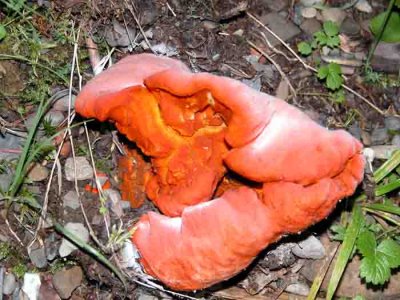 Hypomyces lactiflorum-parasitized other mushroom