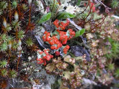 LICHEN-L TO R  - Cladonia chloropaea - C. cristella - C.gracilis subsp turbinata