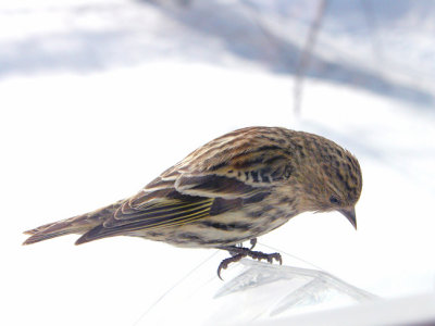Pine Siskin -Tarin des pins