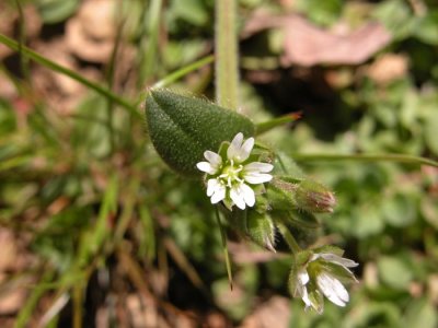 P.175 Flora of NB