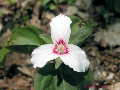 p 630 Flora of NB