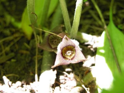 p 133 Flora of NB