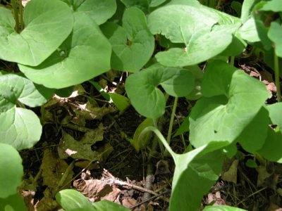 Asarum canadense - Wild-ginger - Gingembre sauvage 2