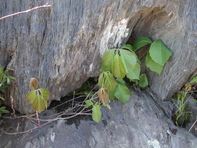 p 334 Flora of NB