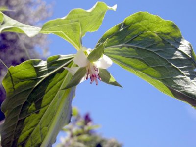 p 630 Flora of NB