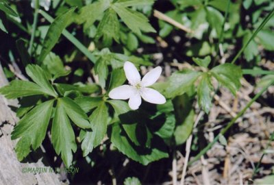 p.138 Flora of NB