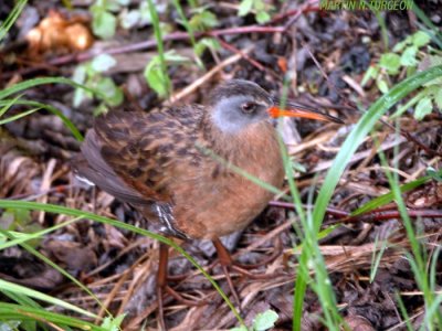 Virginia Rail/Rale de Virginie