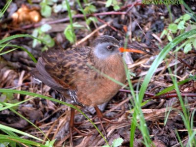 Virginia Rail/Rale de Virginie