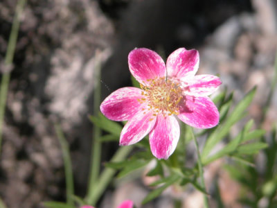 Rare S2 Plante rare p.137 Flora of NB