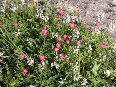 Rare S2 Plante rare p.137 Flora of NB