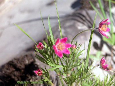 Rare S2 Plante rare p.137 Flora of NB