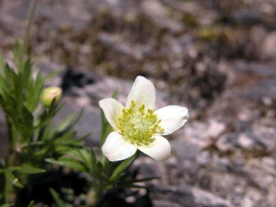 Rare S2 Plante rare p.137 Flora of NB