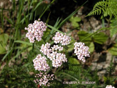 ASTERACEAE - Aster Family(Flowering Plants)