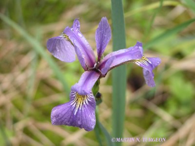Iris versicolor - Blue flag/Iris sauvage