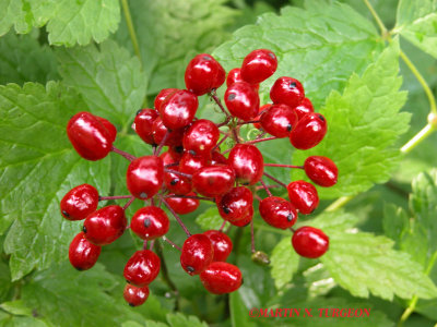 p.136 Flora of NB